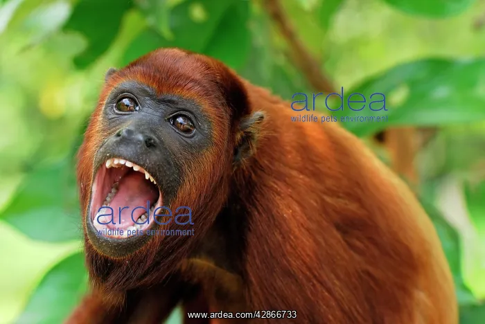 : Red Howler Monkey - with mouth open : Red Howler Monkey - with mouth open