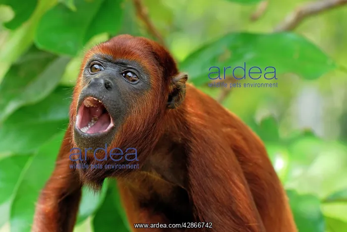 : Red Howler Monkey - with mouth open : Red Howler Monkey - with mouth open