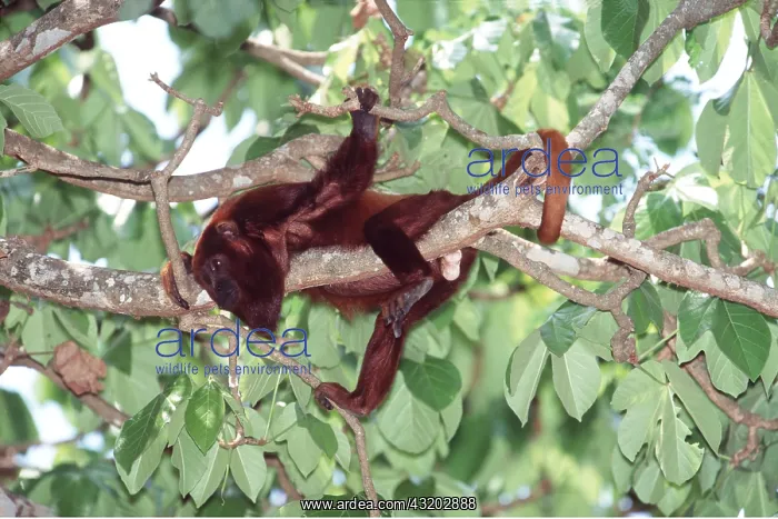 : RED HOWLER MONKEY - in tree : RED HOWLER MONKEY - in tree