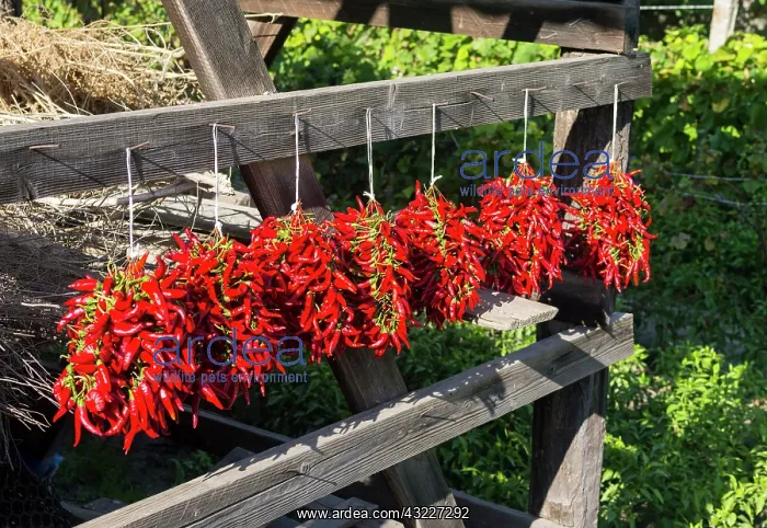 : Red Hungarian hot chili locally known as : Red Hungarian hot chili locally known as