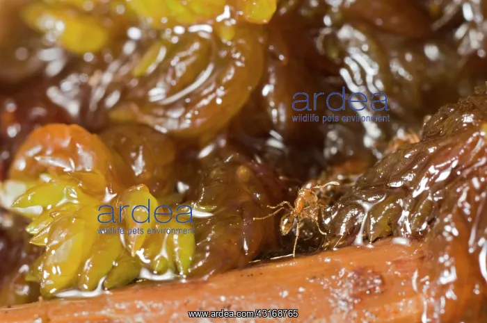 : Red Imported Fire Ant : Red Imported Fire Ant
