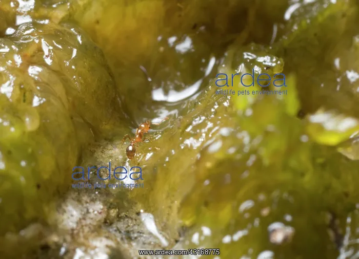 : Red Imported Fire Ant : Red Imported Fire Ant