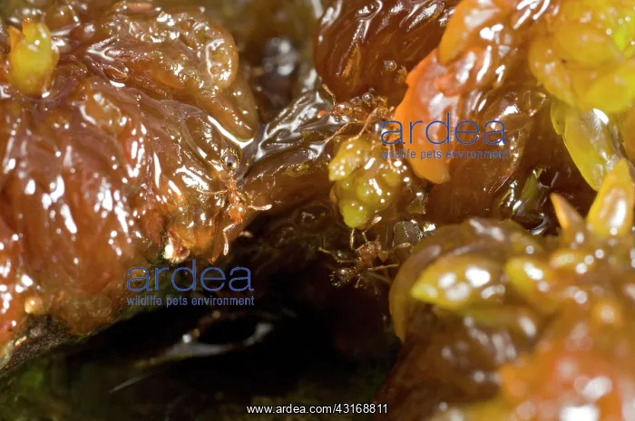 : Red Imported Fire Ant : Red Imported Fire Ant