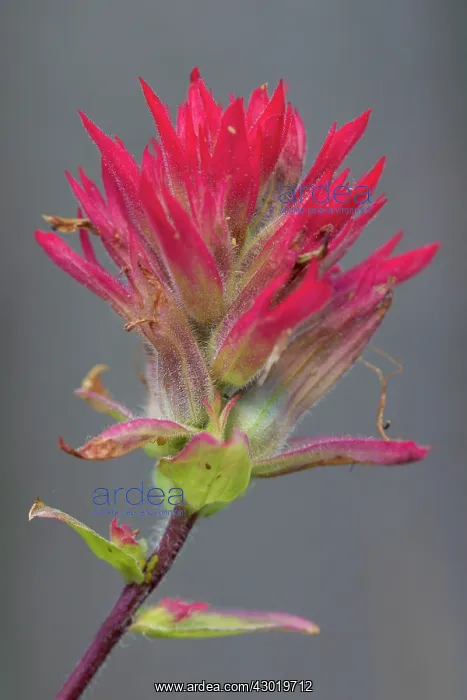 : Red Indian Paintbrush flowering : Red Indian Paintbrush flowering
