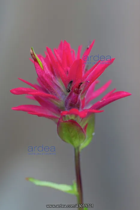: Red Indian Paintbrush flowering : Red Indian Paintbrush flowering