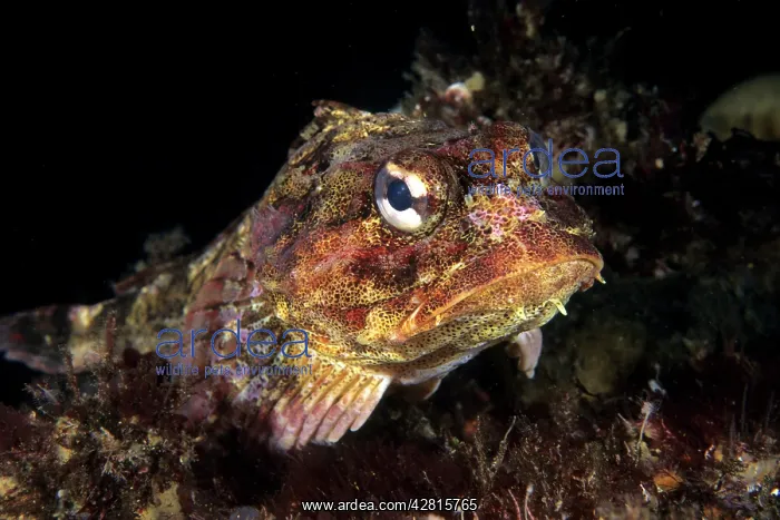 : Red irish lord Hemilepidotus hemilepidotus Vancouver Island : Red irish lord Hemilepidotus hemilepidotus Vancouver Island
