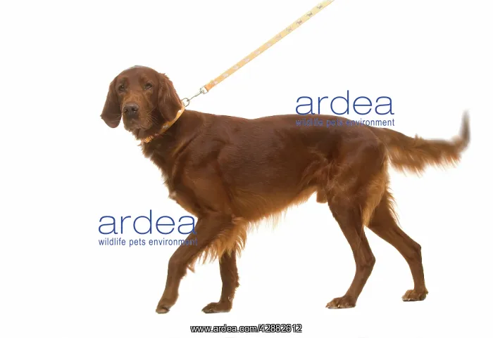 : Red / Irish Setter - on lead in studio, wagging tail : Red / Irish Setter - on lead in studio, wagging tail