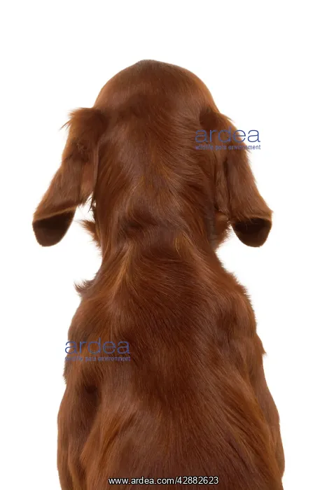  : Red  /  Irish Setter - back view, sitting