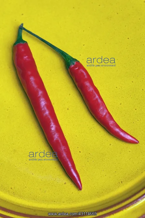 : Red Jalapeno chilli, Capsicum annuum, Close view : Red Jalapeno chilli, Capsicum annuum, Close view