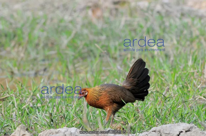 : Red Jungle Fowl : Red Jungle Fowl