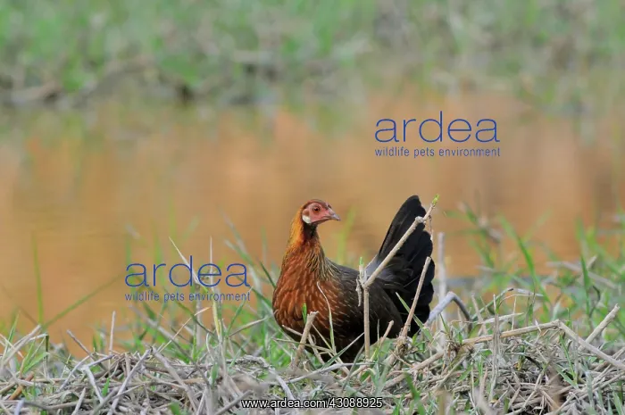  : Red Jungle Fowl