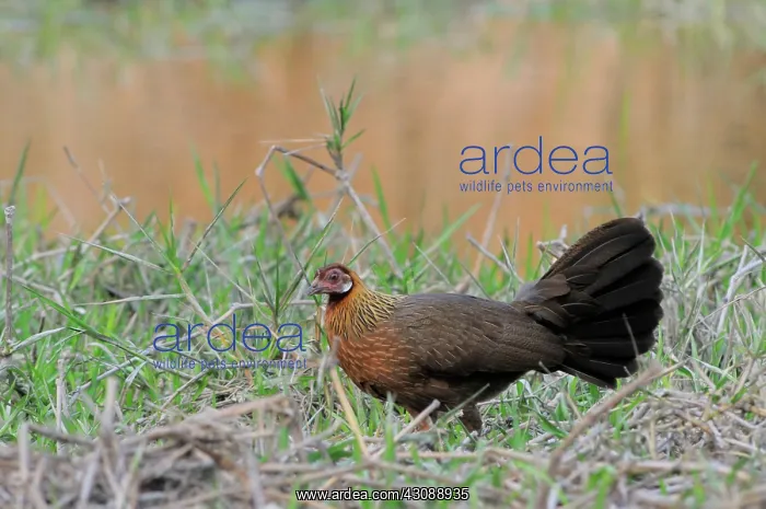 : Red Jungle Fowl : Red Jungle Fowl