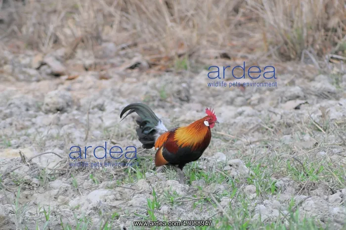 : Red Jungle Fowl : Red Jungle Fowl
