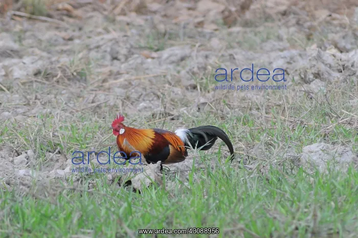 : Red Jungle Fowl : Red Jungle Fowl