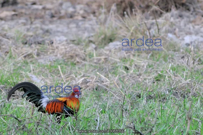 : Red Jungle Fowl : Red Jungle Fowl