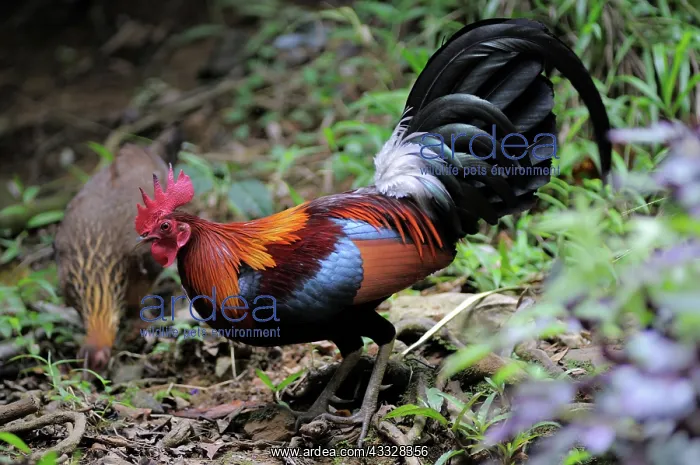  : Red Jungle Fowl