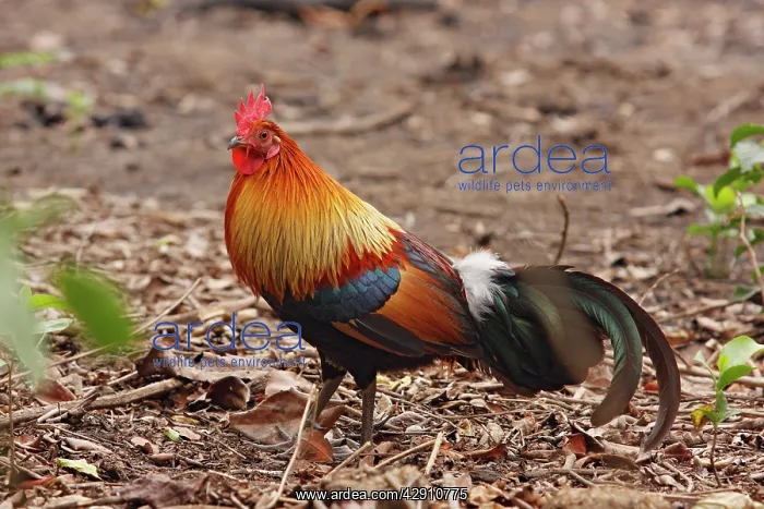 : Red Jungle Fowl - male : Red Jungle Fowl - male