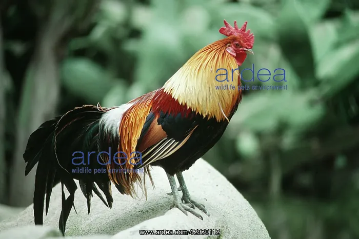 : Red JUNGLE FOWL - male, side view : Red JUNGLE FOWL - male, side view
