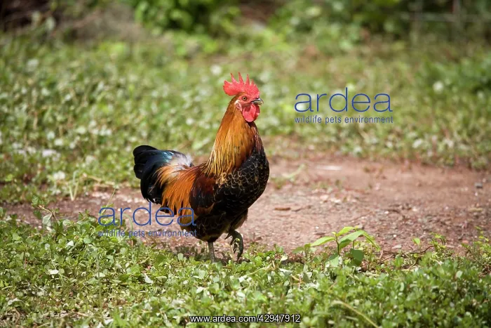 : Red Junglefowl : Red Junglefowl