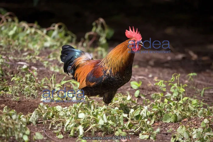 : Red Junglefowl : Red Junglefowl