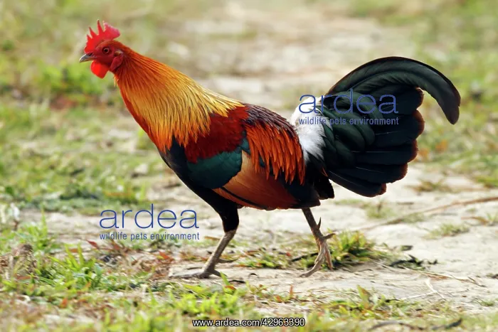 : Red Junglefowl : Red Junglefowl