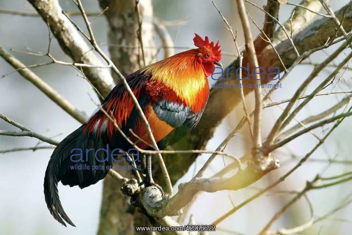 : Red Junglefowl : Red Junglefowl