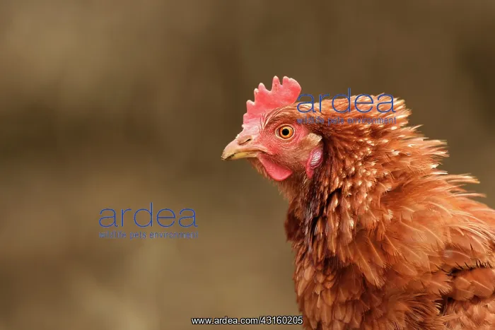 : Red Junglefowl : Red Junglefowl