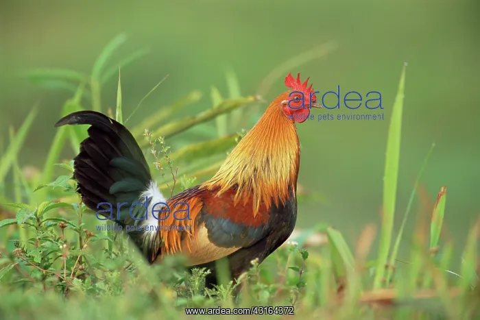  : Red Junglefowl