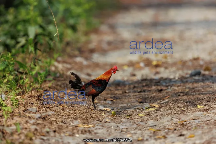 : red junglefowl : red junglefowl