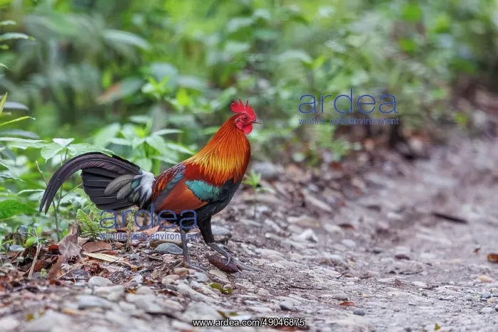  : red junglefowl