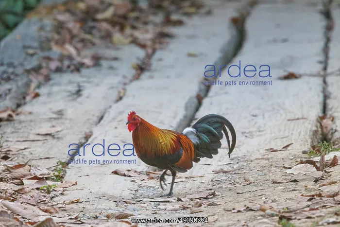 : red junglefowl : red junglefowl