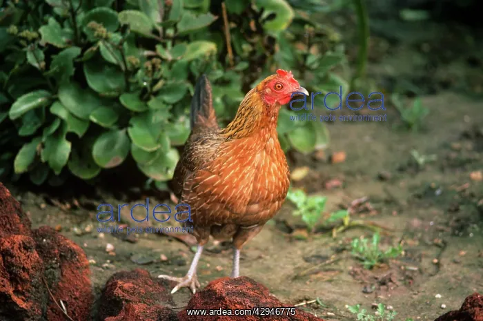  : Red JUNGLEFOWL - Female