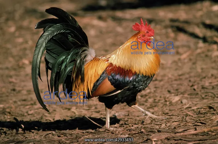 : Red JUNGLEFOWL - Male : Red JUNGLEFOWL - Male