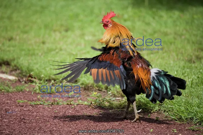 : Red Junglefowl rooster shaking feathers : Red Junglefowl rooster shaking feathers