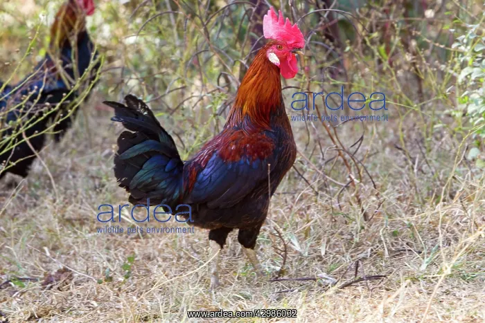 : Red Junglefowl - wild male : Red Junglefowl - wild male