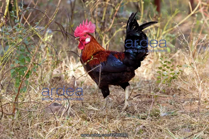: Red Junglefowl - wild male : Red Junglefowl - wild male