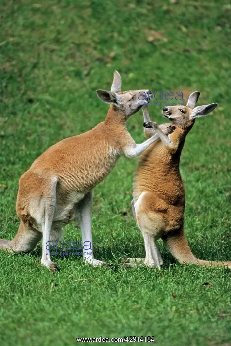 : Red Kangaroo - 2 animals boxing : Red Kangaroo - 2 animals boxing