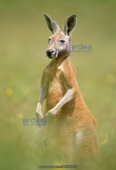 : RED KANGAROO : RED KANGAROO