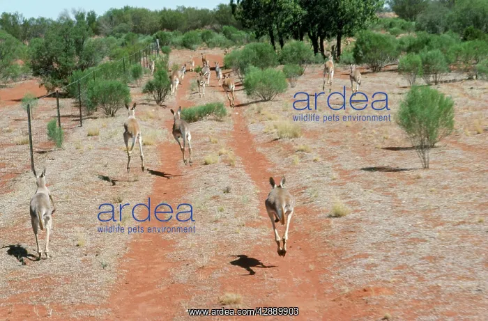 : RED KANGAROO : RED KANGAROO