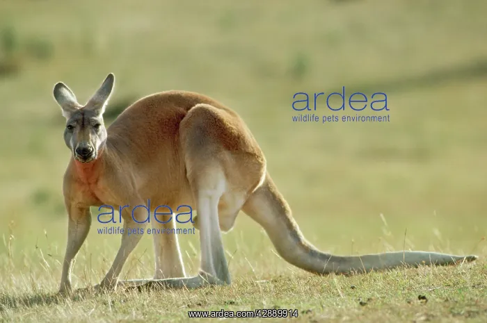 : RED KANGAROO : RED KANGAROO