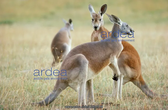 : RED KANGAROO : RED KANGAROO