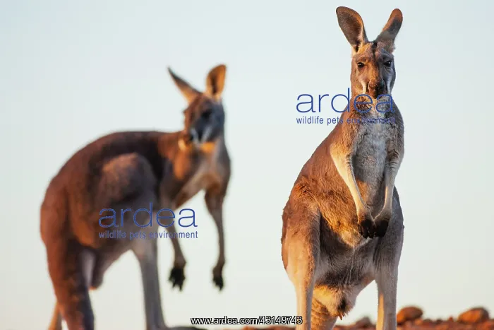 : Red Kangaroo : Red Kangaroo