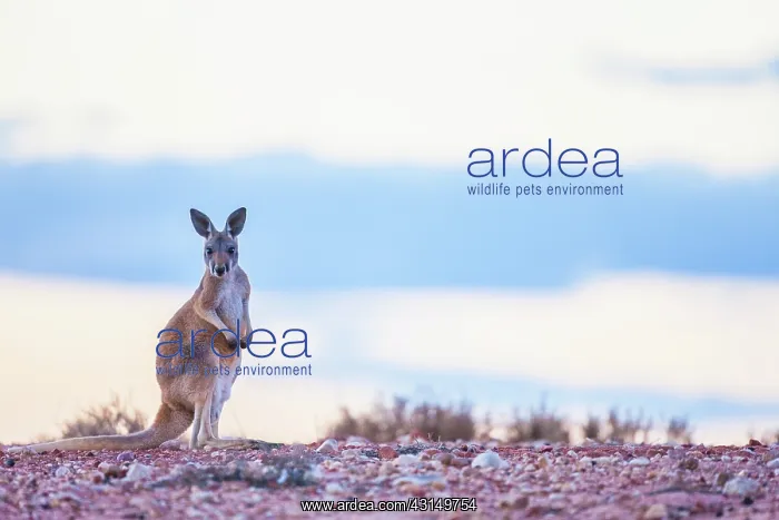 : Red Kangaroo : Red Kangaroo