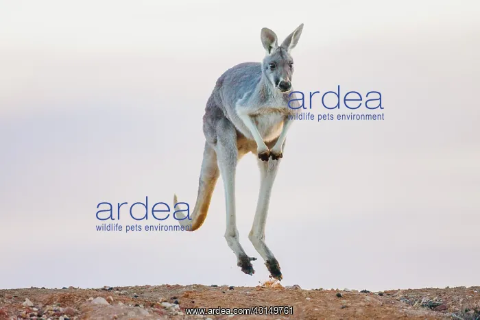 : Red Kangaroo : Red Kangaroo