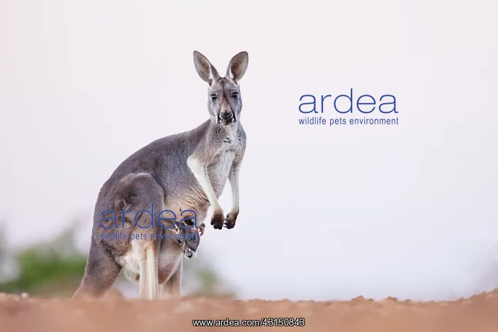 : Red Kangaroo : Red Kangaroo