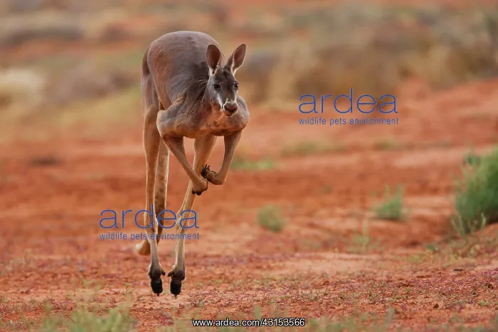 : Red Kangaroo : Red Kangaroo