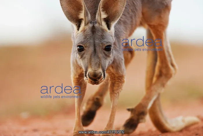 : Red Kangaroo : Red Kangaroo