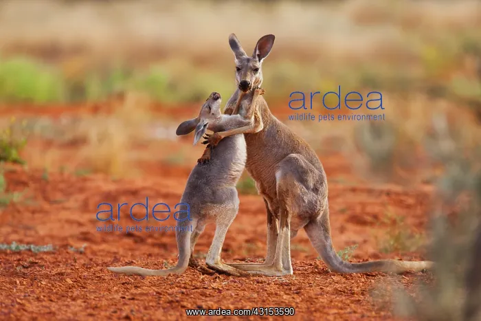  : Red Kangaroo