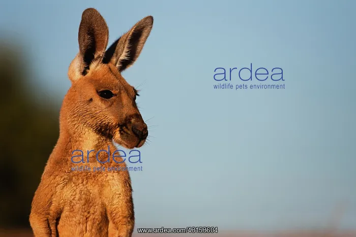  : Red Kangaroo