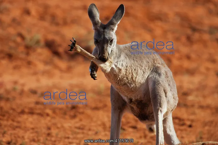 : Red Kangaroo : Red Kangaroo